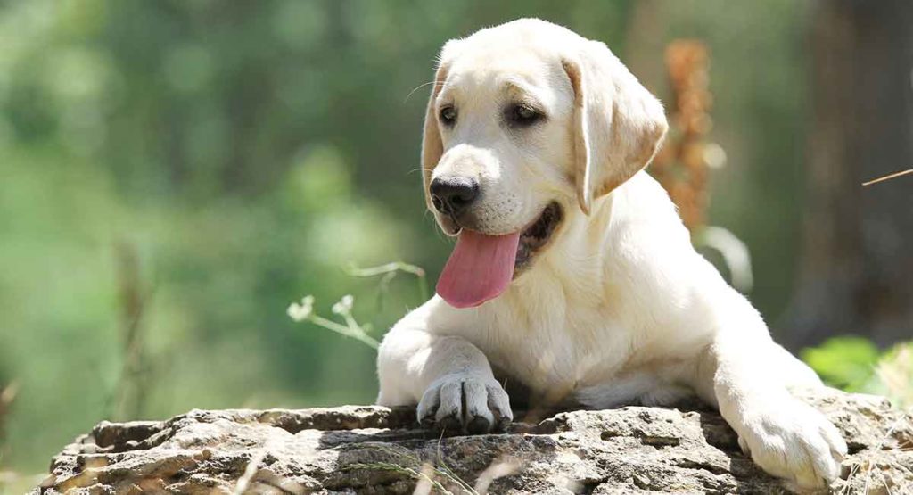 Cách dạy chó Labrador đi vệ sinh đúng chỗ nhanh nhất 5 labrador names long 1024x555 1
