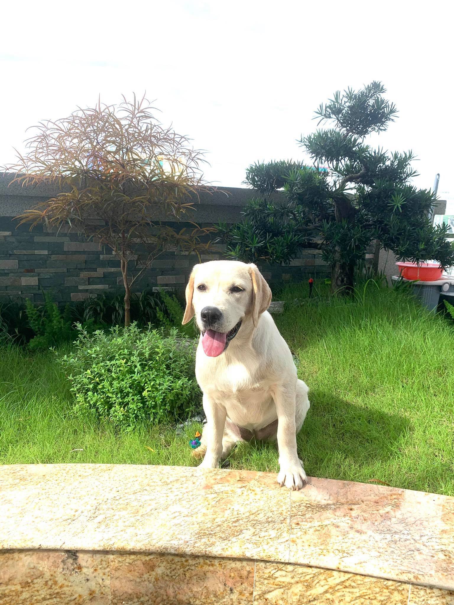 Cách dạy chó Labrador đi vệ sinh đúng chỗ nhanh nhất 1 z4165845446220 74b61e5c840f6fb6b917f4c3d980326c