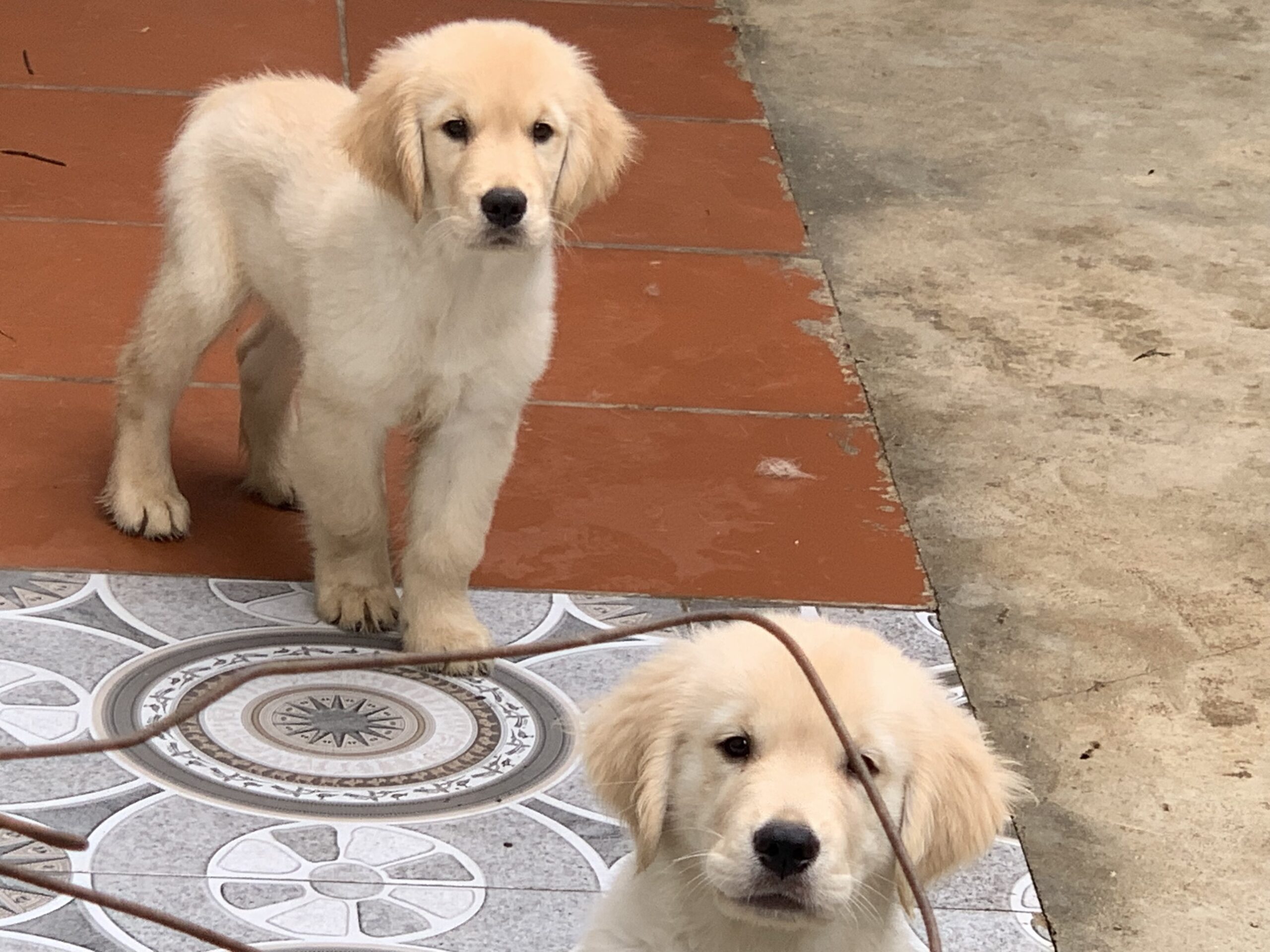 Golden Retriever bố nhập khẩu Châu Âu có giấy VKA
