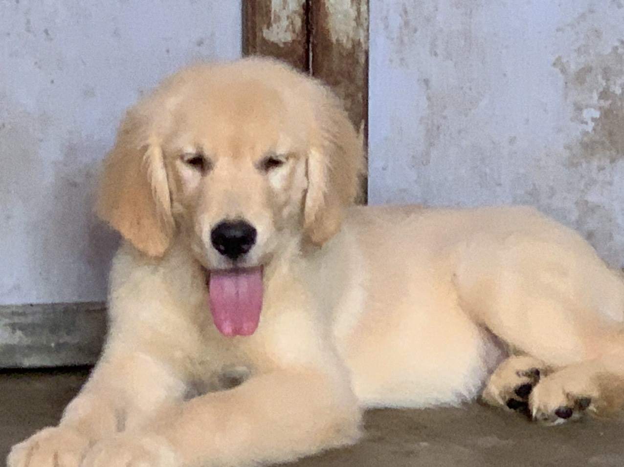 Chó Golden Retriever có giấy khai sinh VKA